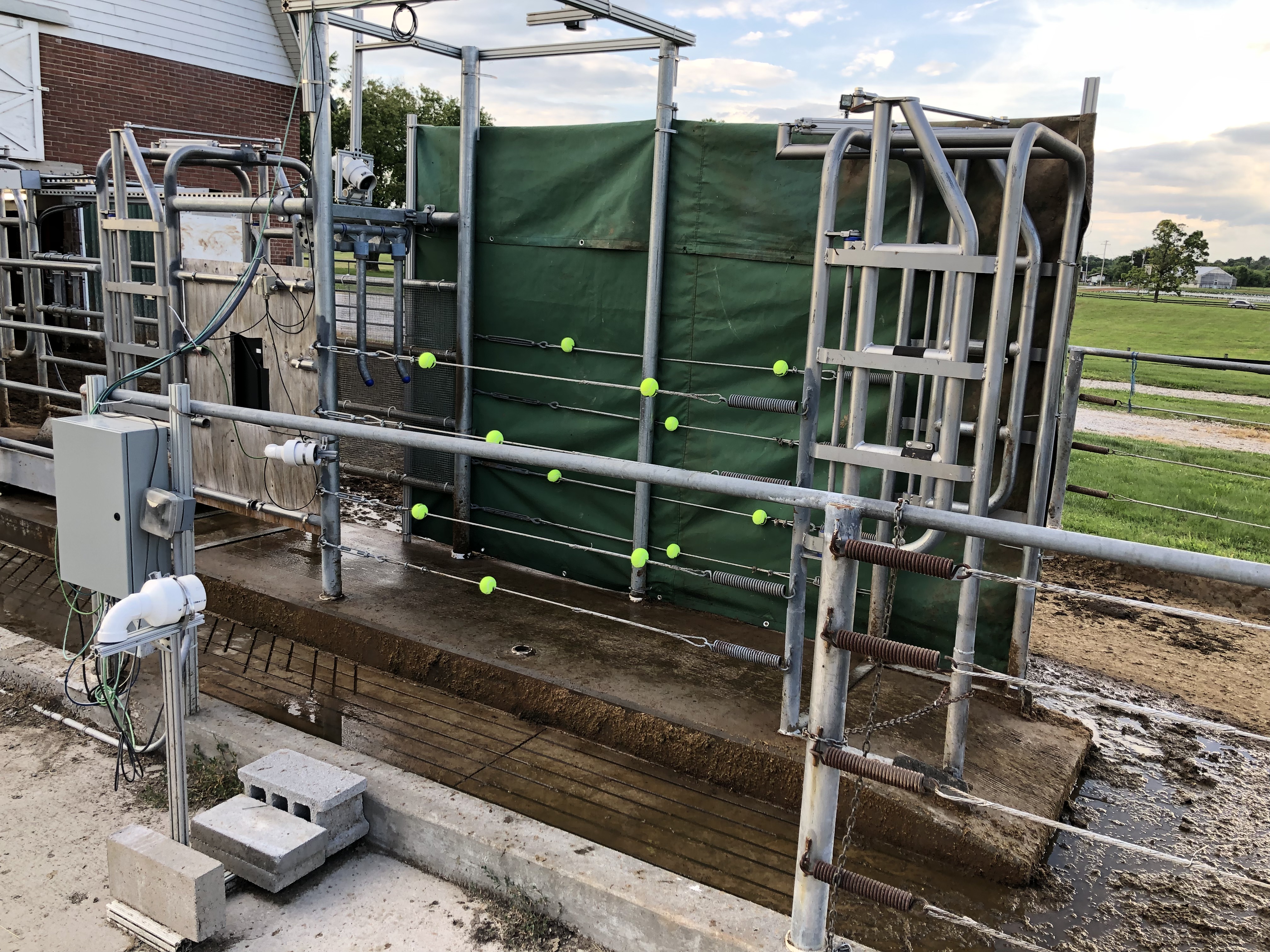 A machine vision system for monitoring dairy cows with a network of time-of-flight cameras as they exit the dairy parlor